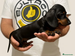 Teckel Miniatura perros - Anuncio 1