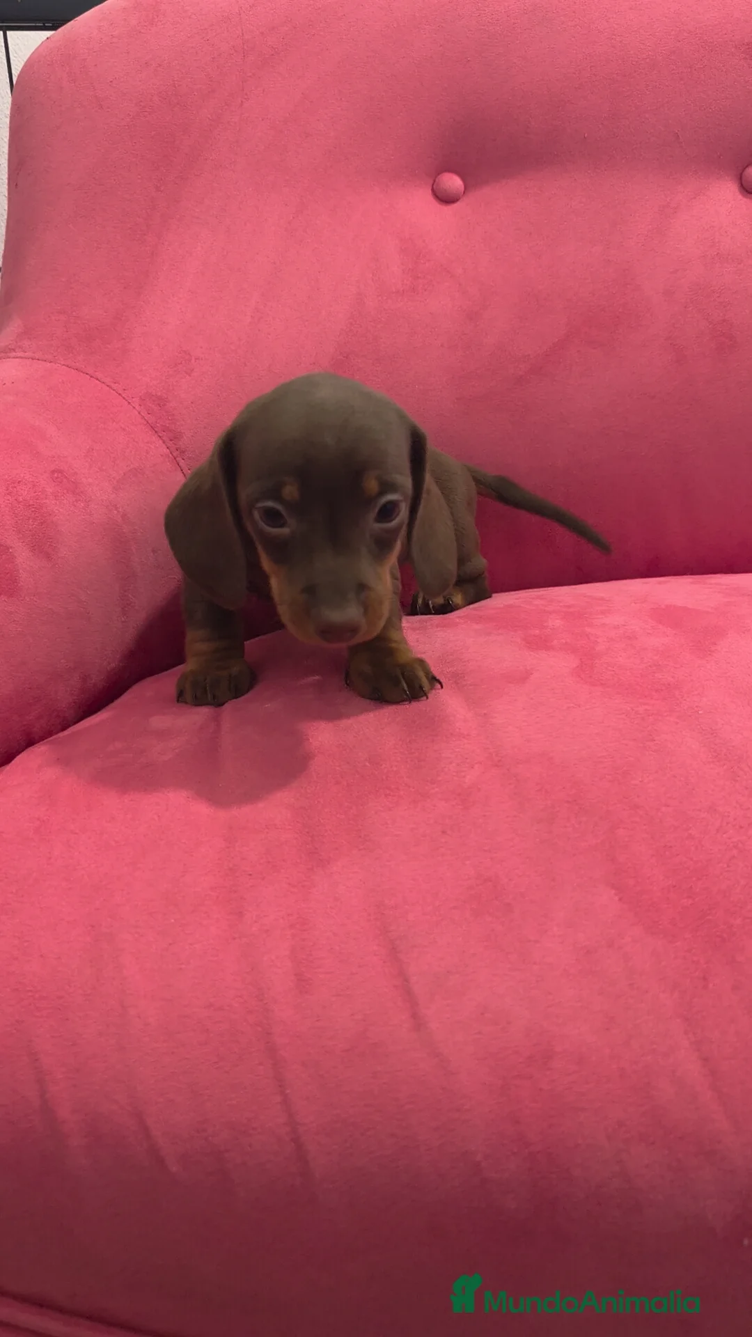 Teckel Miniatura perros en venta: Teckel Chocolate mini ♂️♀️ - Anuncio 2