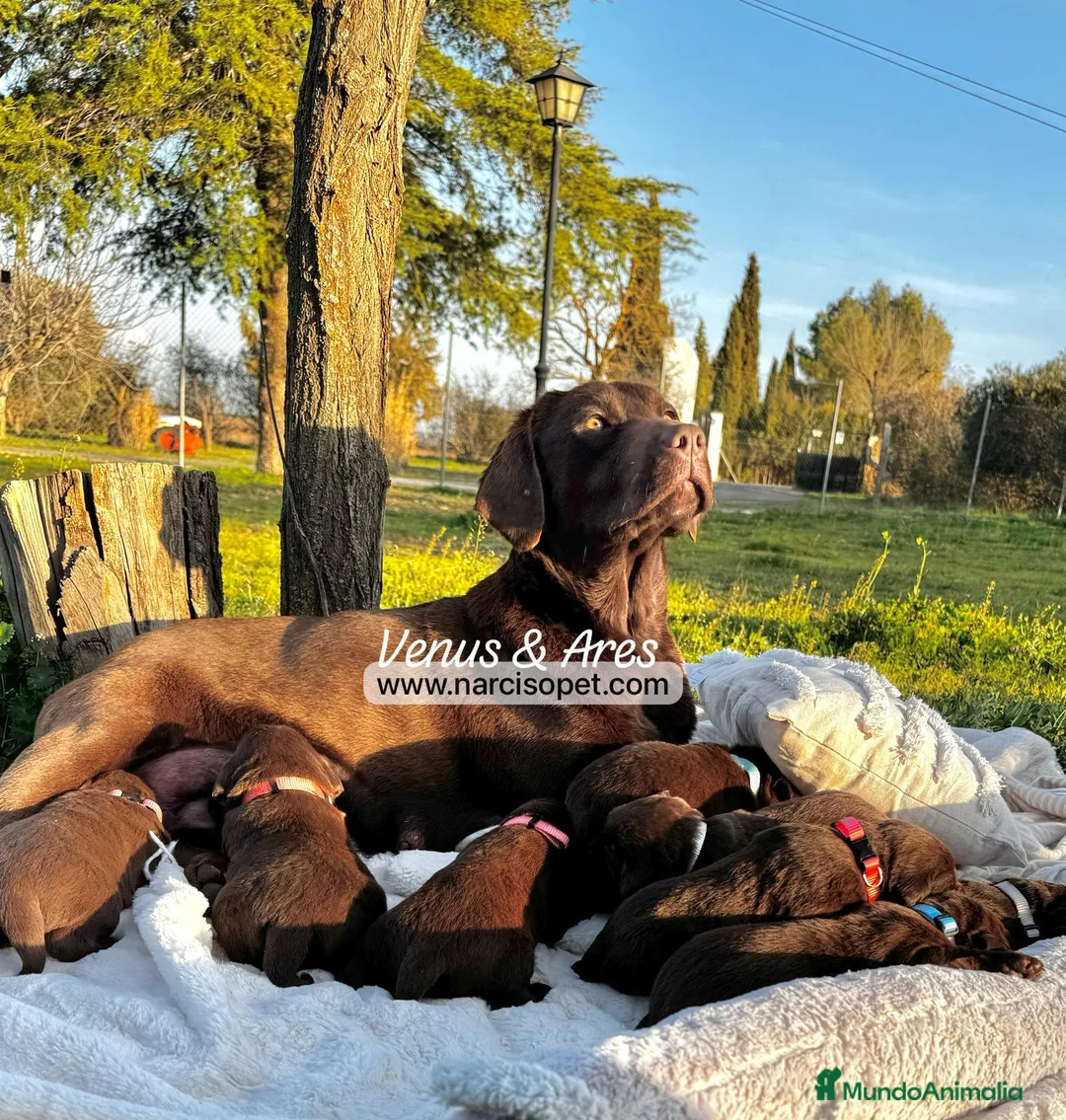 Labrador Retriever perros en venta: LABRADORES CRIA NACIONAL en Asturias - Anuncio 7
