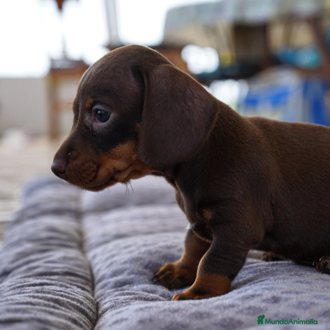 Teckel Miniatura perros en venta: ❤️ LA PEQUEÑA LOLA, TECKEL MINIATURA ❤️ - Imagen 1