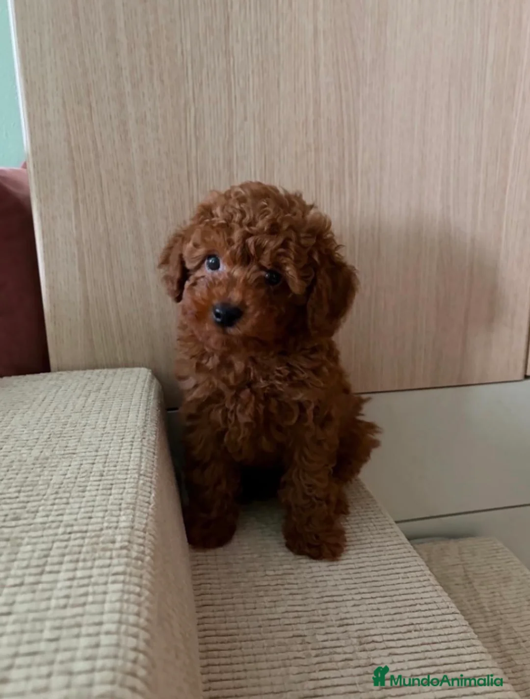 Caniche Toy perros en venta: Caniche asiático machito  - Anuncio 1