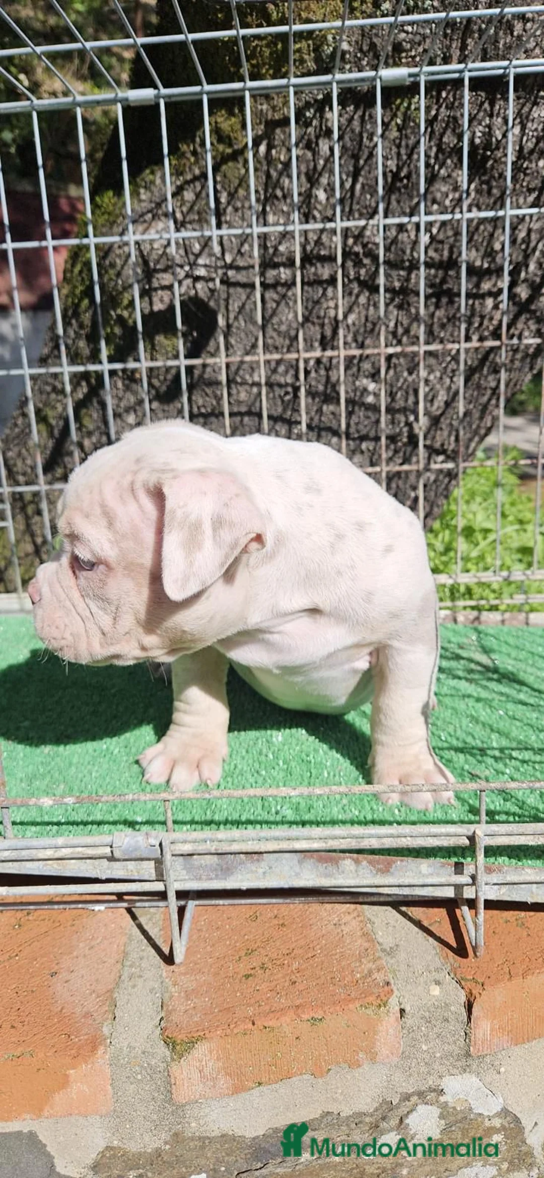 American Bully perros en venta: American Bully hembra micro una pasada  - Anuncio 2