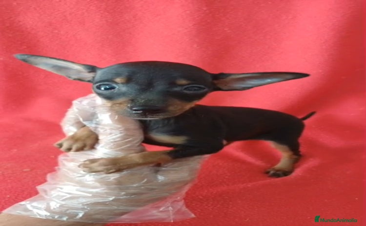 Pinscher Miniatura perros - Anuncio 1