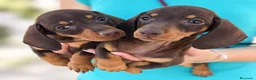 Teckel Miniatura perros en venta: teckel kaninchen  - Anuncio 3