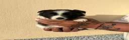 Border Collie perros en venta: Border collie  - Anuncio 5