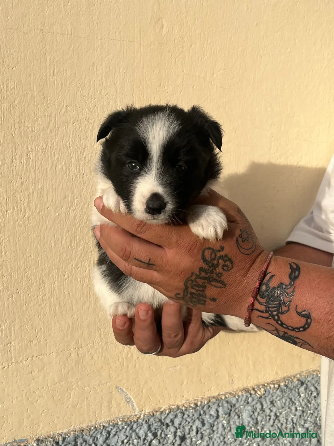 Border Collie perros en venta: Border collie  - Anuncio 5