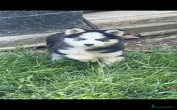 Husky Siberiano perros en venta: Último cachorro de Husky siberiano!! - Imagen 2