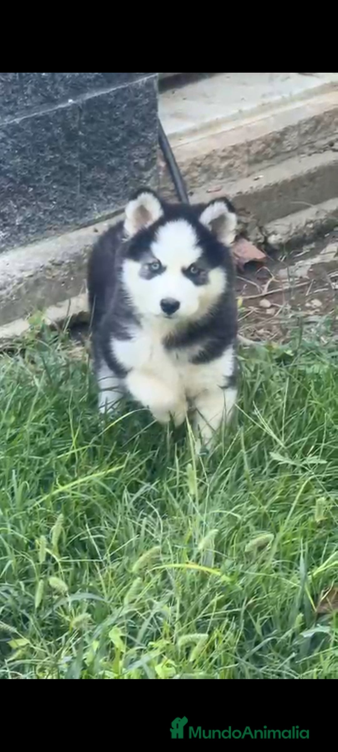 Husky Siberiano perros en venta: Último cachorro de Husky siberiano!! - Imagen 2