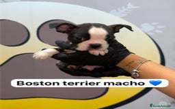 Boston Terrier perros en venta: 🐶Camada de Boston terrier en Happy Huellas🐶 - Imagen 1