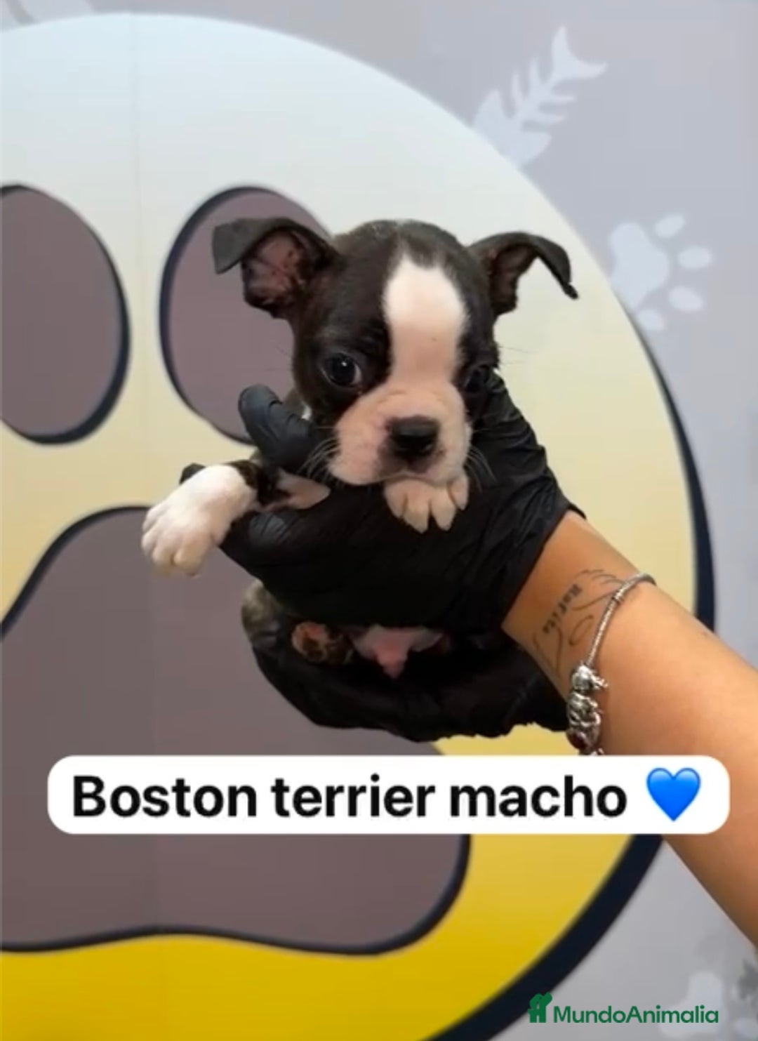 Boston Terrier perros en venta: 🐶Camada de Boston terrier en Happy Huellas🐶 - Imagen 1