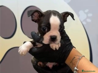 Boston Terrier perros - Anuncio 1