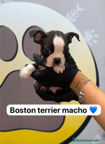 Boston Terrier perros - Anuncio 1