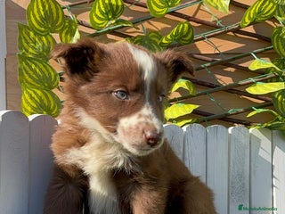 Border Collie perros BORDER COLLIE - Anuncio 2