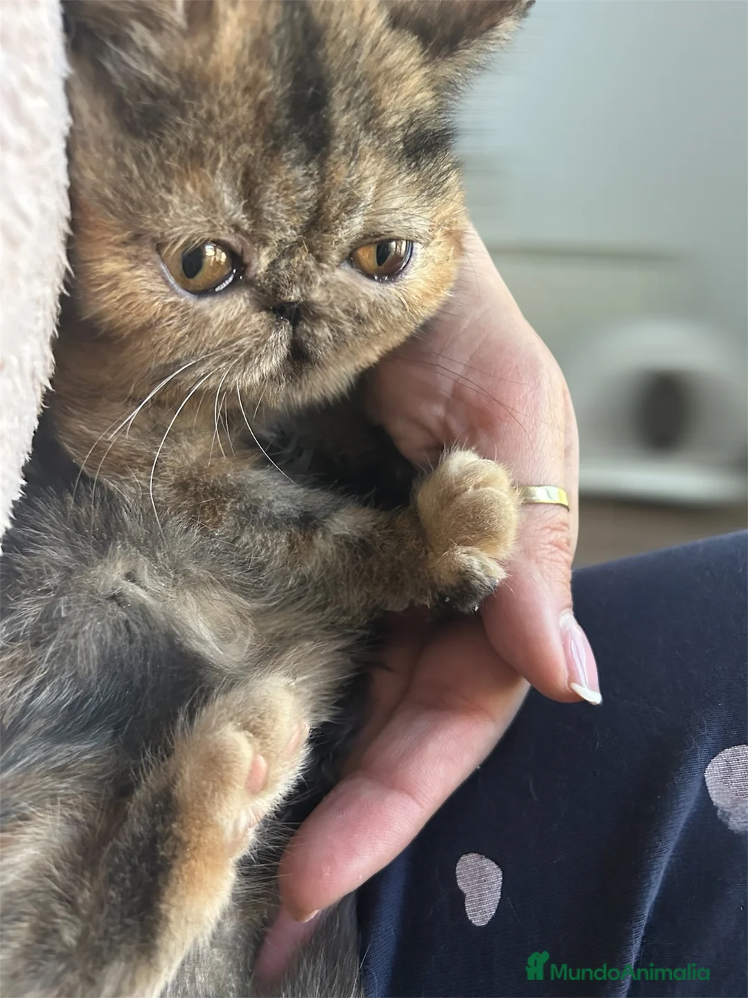 Exótico de Pelo Corto gatos en venta: Hembra bebé pesa pelo corto , exotica - Anuncio 1