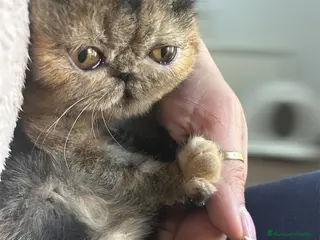 Exótico de Pelo Corto gatos Hembra bebé pesa pelo corto , exotica - Anuncio 3