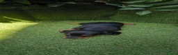 Teckel Miniatura perros en venta: teckel miniatura arlequín chocolate varios colores - Anuncio 30