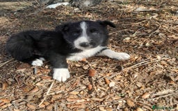 Border Collie perros en venta: BORDER COLLIE - Imagen 9