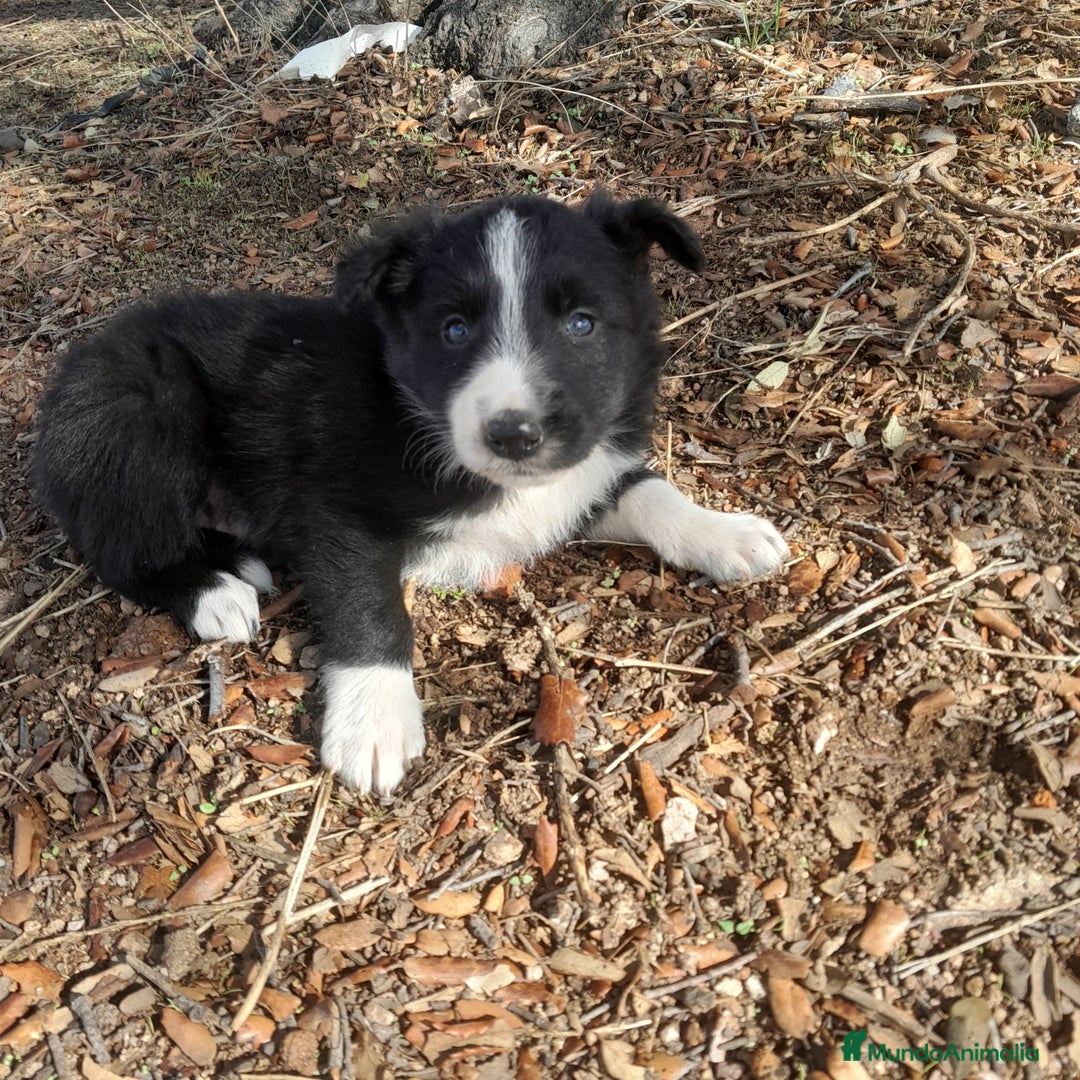 Border Collie perros en venta: BORDER COLLIE - Imagen 9