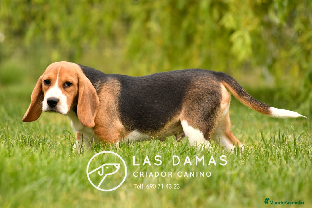 Beagle perros en venta: Beagle Disponible: Energía, Lealtad y Alegría 🎯 en Burgos - Imagen 5