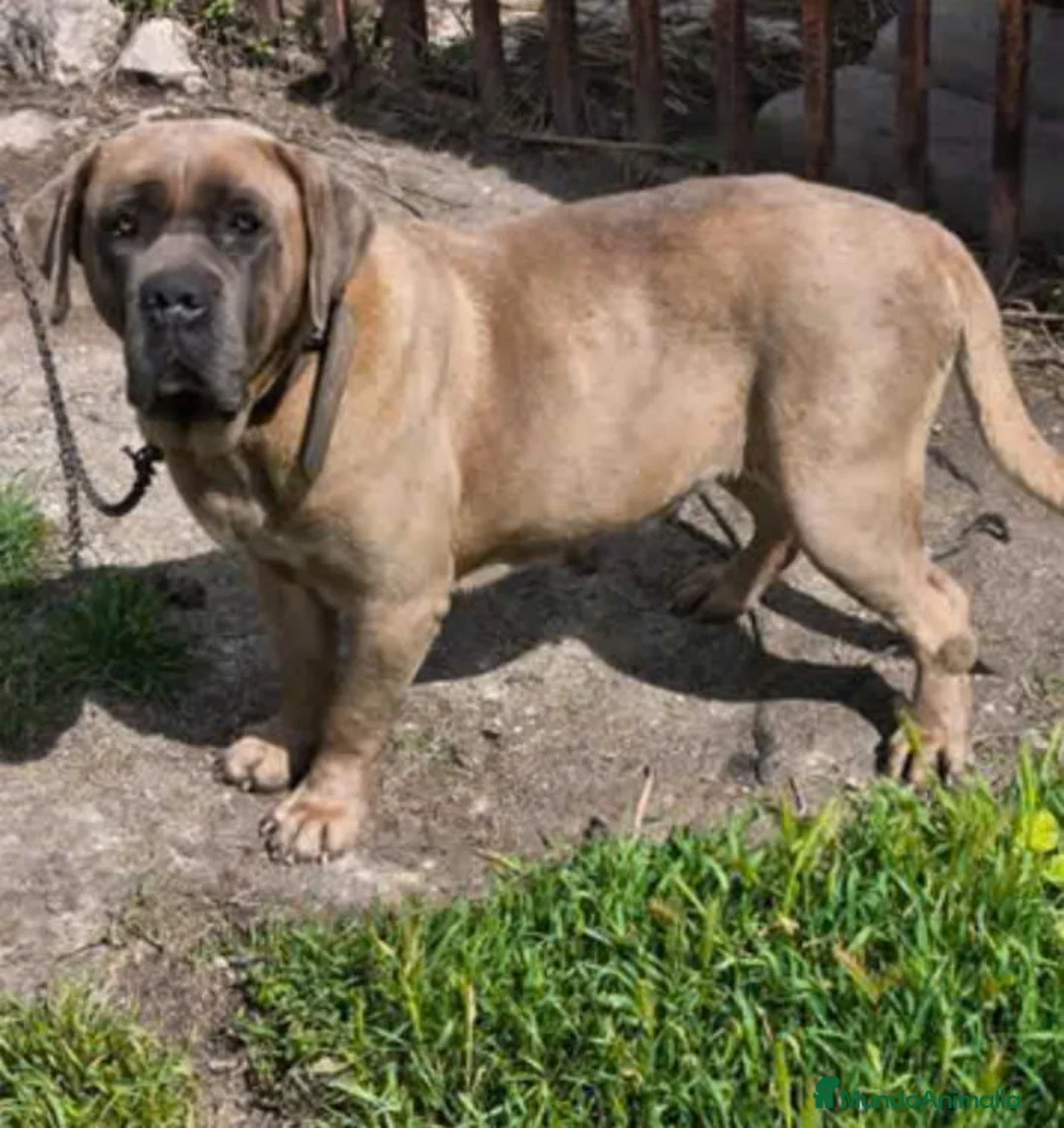 Cane Corso perros en venta: Cane Corso - Anuncio 2
