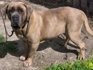 Cane Corso perros Cane Corso - Anuncio 2