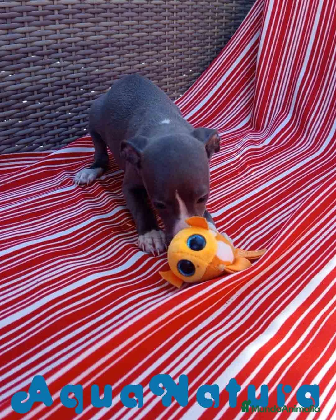 Pequeño Lebrel Italiano perros en venta: Lebrel Italiano Hembra 5 de AB y Omega AQUANATURA - Anuncio 10