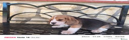Beagle perros en venta: Cachorros de Beagle  - Anuncio 4