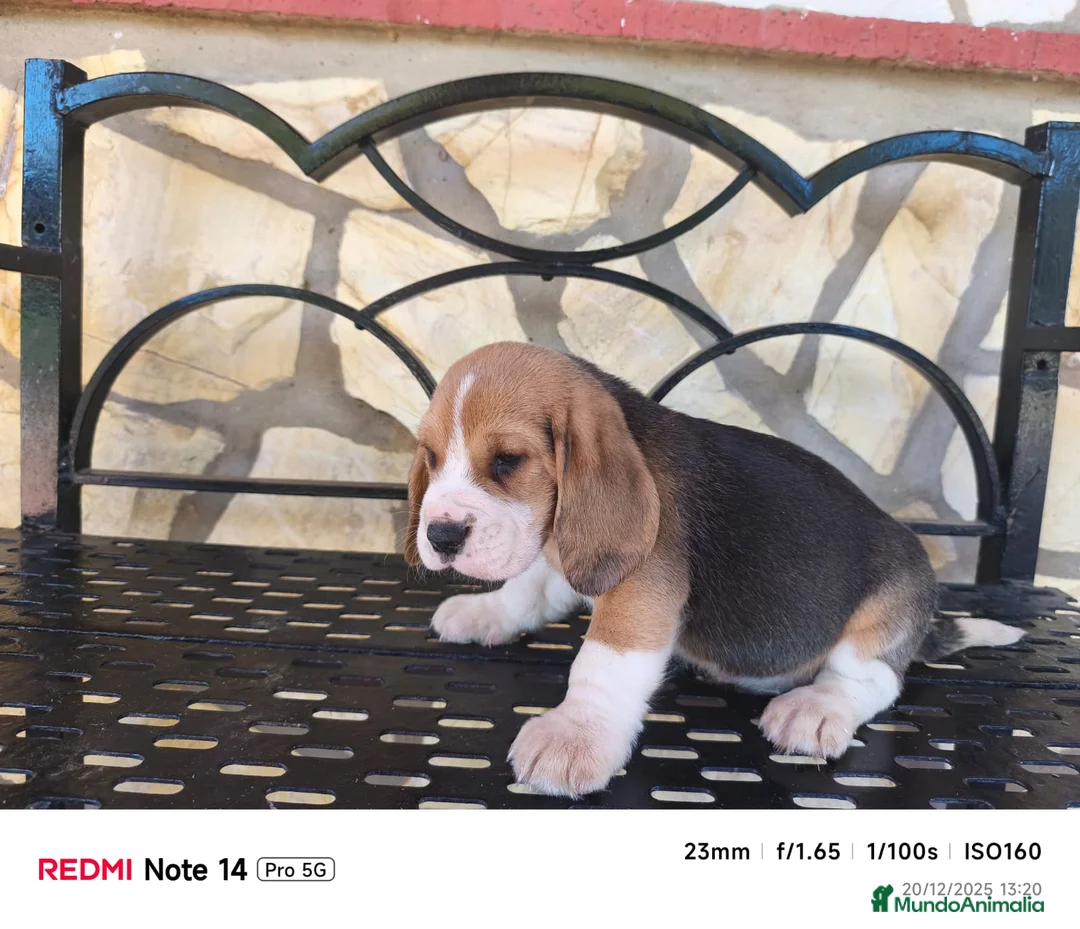Beagle perros en venta: Cachorros de Beagle  - Anuncio 4