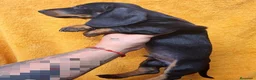 Teckel perros en venta: Teckel - Anuncio 7