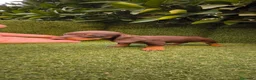 Teckel Miniatura perros en venta: teckel miniatura chocolate  - Anuncio 5