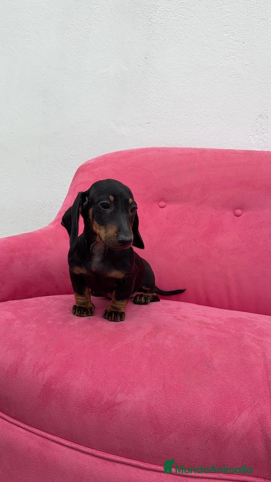 Teckel Miniatura perros Teckel Negro Fuego ❤️‍🔥 - Anuncio 2