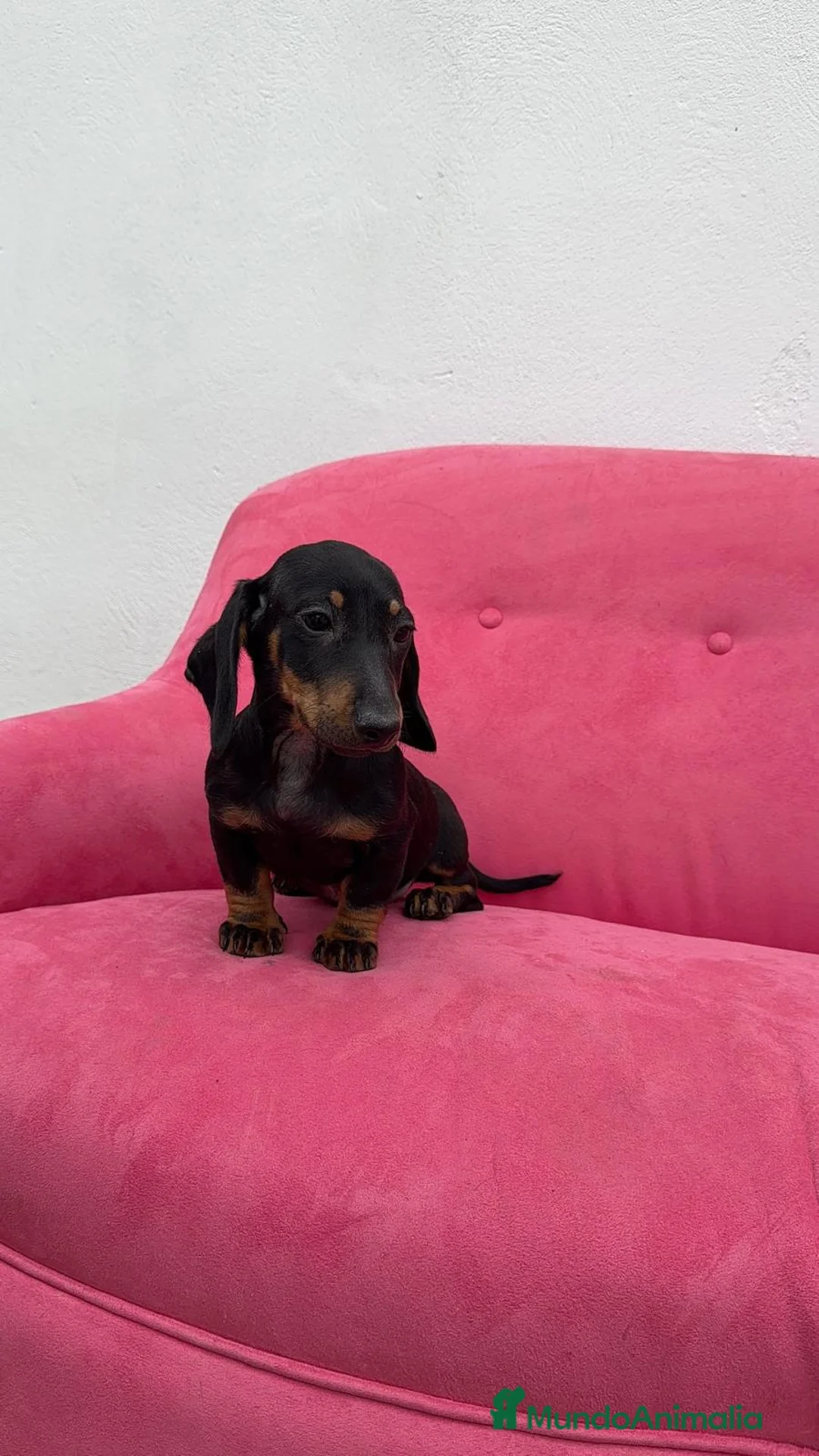 Teckel Miniatura perros en venta: Teckel Negro Fuego ❤️‍🔥 - Anuncio 1