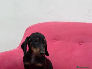Teckel Miniatura perros Teckel Negro Fuego ❤️🔥 - Anuncio 2