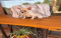 Chihuahua perros en venta: Chihuahua Toy hembra disponible  - Imagen 2