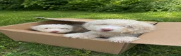 Perro de Agua Español perros en venta: Ultimo cachorro de agua ; totalmente blanco - Anuncio 2