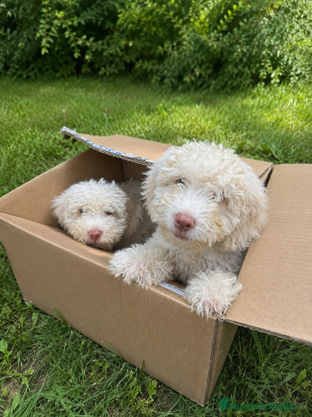 Perro de Agua Español perros en venta: Ultimo cachorro de agua ; totalmente blanco - Anuncio 2