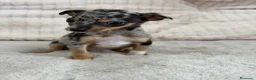 Pinscher Miniatura perros en venta: Pincher miniatura Merke  - Anuncio 3