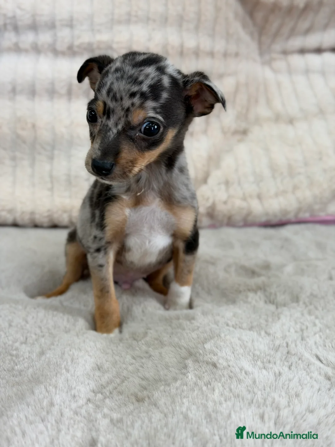 Pinscher Miniatura perros en venta: Pincher miniatura Merke  - Anuncio 3