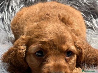 Otras razas perros Cockapoo en Barcelona - Anuncio 4