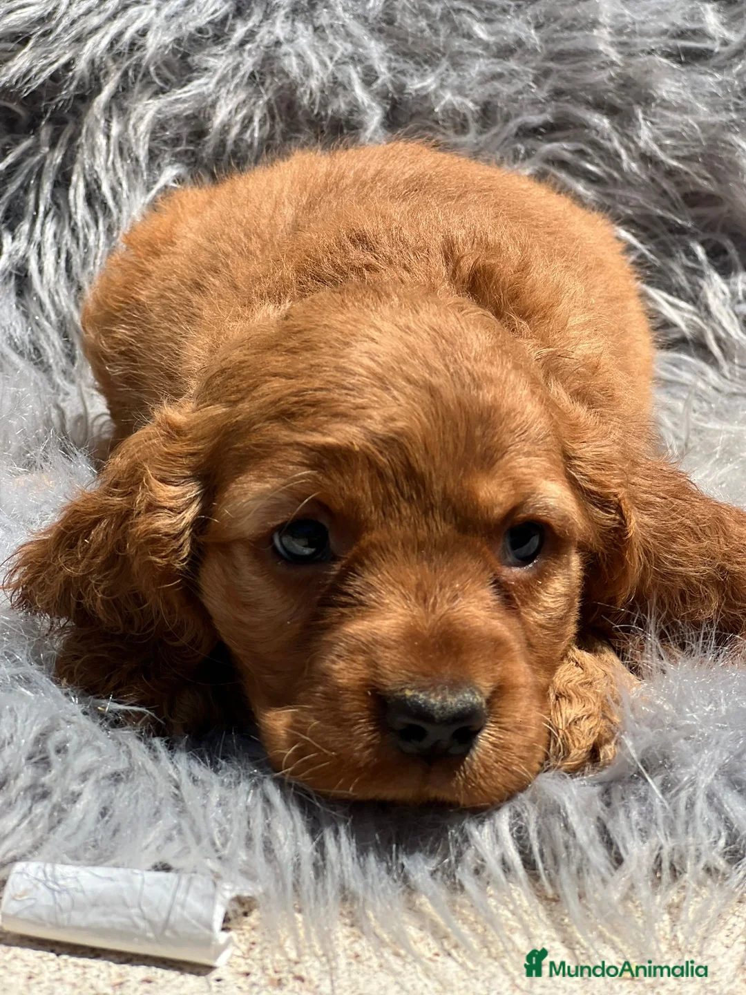 Otras razas perros en venta: Cockapoo en Barcelona - Anuncio 1