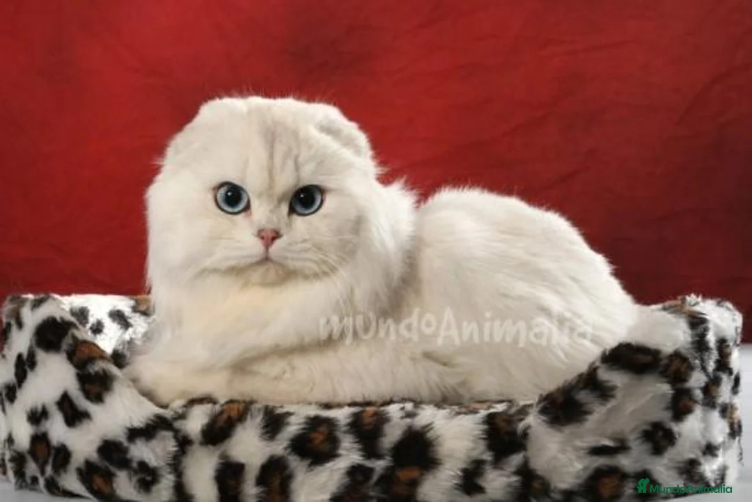 Imagen de galería {{count}}