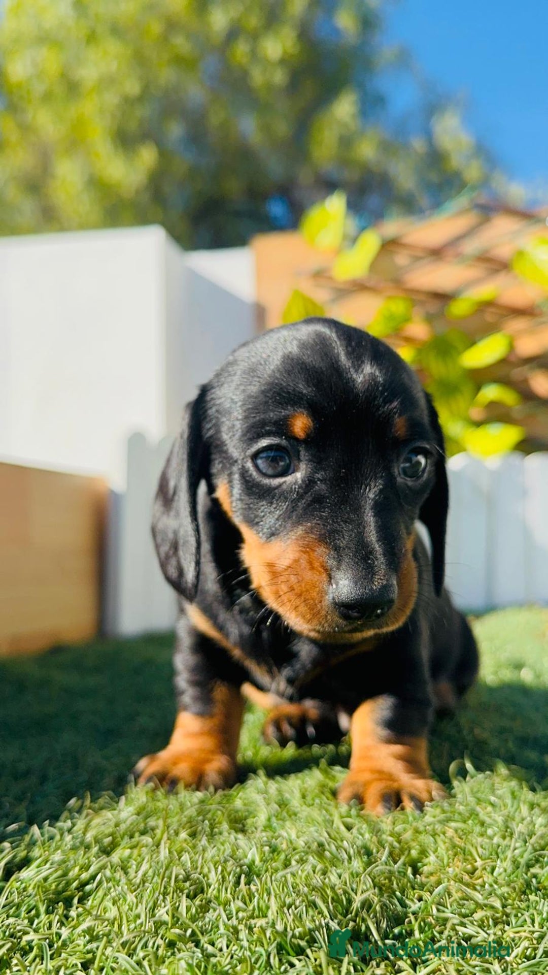 Teckel Miniatura perros en venta: TECKEL MINIATURA  - Anuncio 24