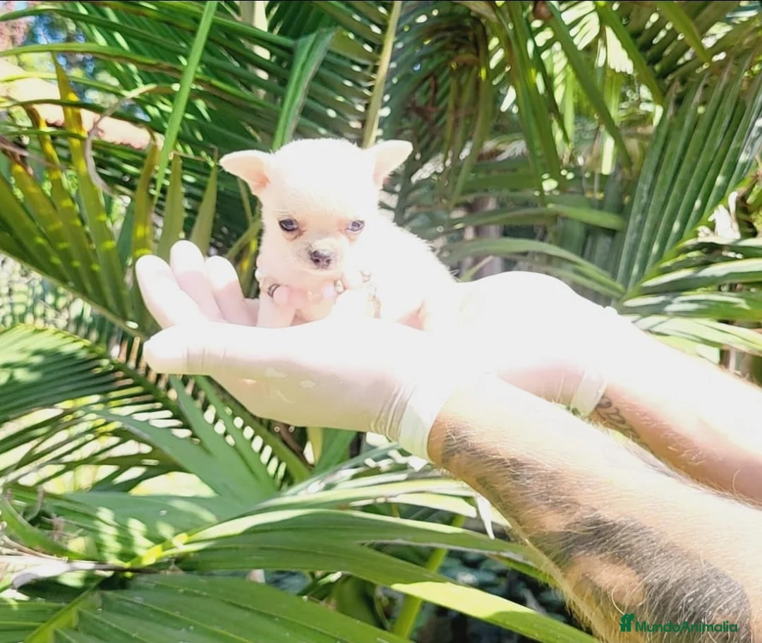 Chihuahua perros en venta: Chihuahuas cria familiar, calidad suprema - Anuncio 2