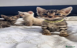 Bengalí gatos en venta: Gatitos bengalíes  - Imagen 2
