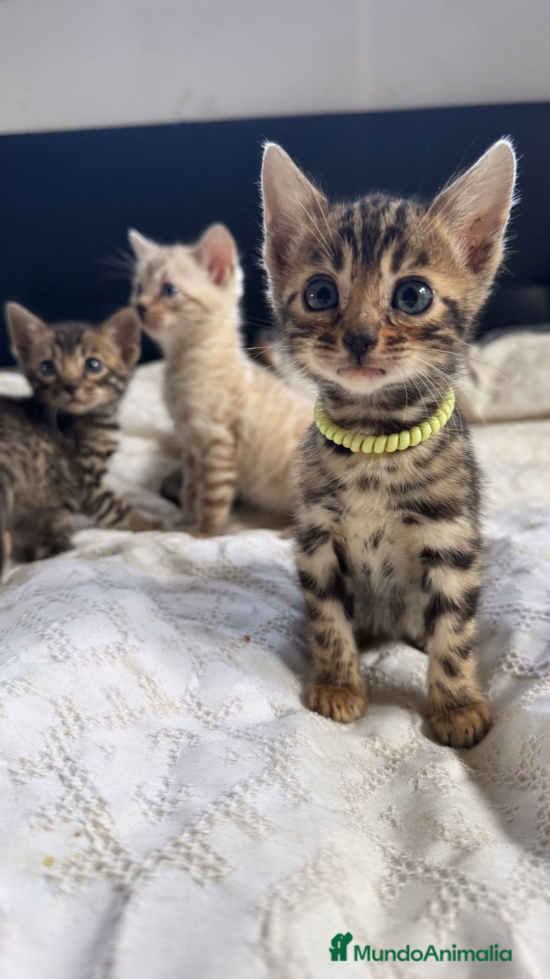 Bengalí gatos en venta: Gatitos bengalíes  - Imagen 2