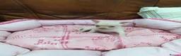 Chihuahua perros en venta: CHIHUAHUA TOY - Anuncio 12