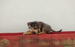 Pinscher Miniatura perros en venta: Hembra mini pinche  - Imagen 2