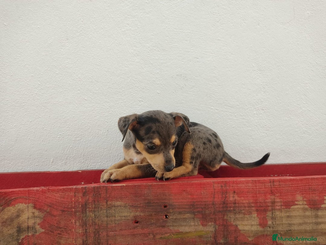 Pinscher Miniatura perros en venta: Hembra mini pinche  - Imagen 2