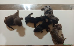 Teckel Miniatura perros en venta: Preciosos cachorros teckel miniatura y kaninchen  - Imagen 1