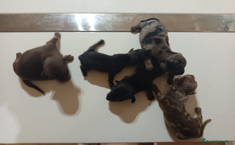 Teckel Miniatura perros - Anuncio 3